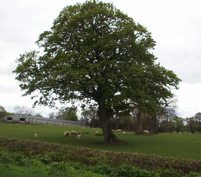 Stirling-N.Castle (47).JPG
